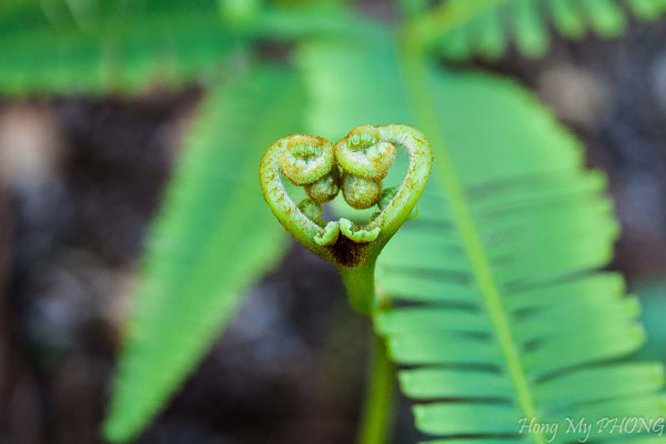 Coeur de fougère